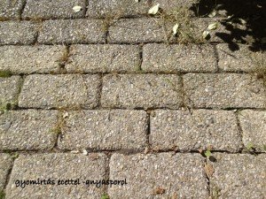 gyomírtás ecettel anyasporol2