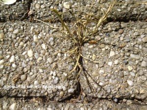 gyomírtás ecettel anyasporol3